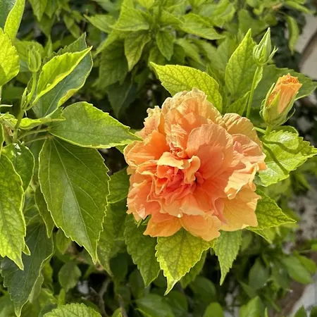 Гостевой дом Aegeon Garden Парос