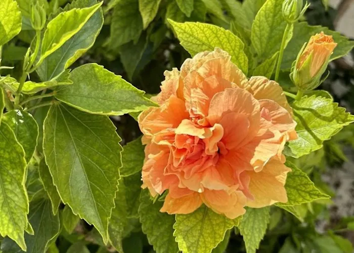 Pensjonat Aegeon Garden Páros